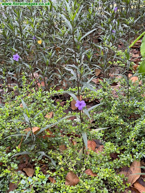 Ruellia simplex
