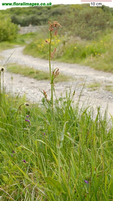 Rumex acetosa
