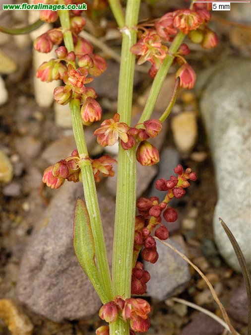 Rumex acetosella