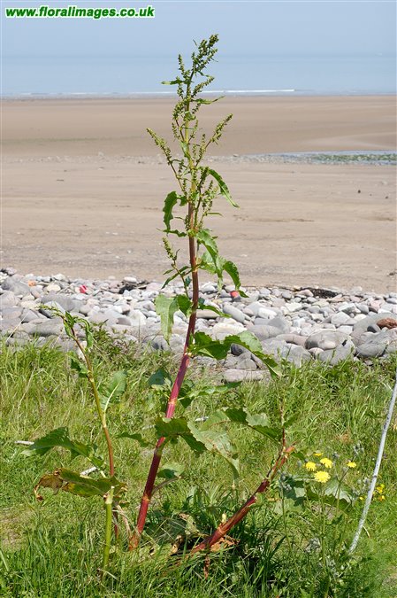 Rumex crispus