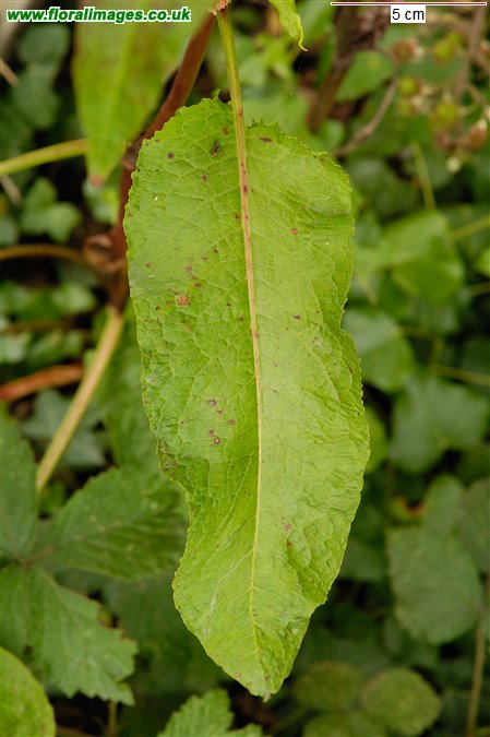 Rumex obtusifolius