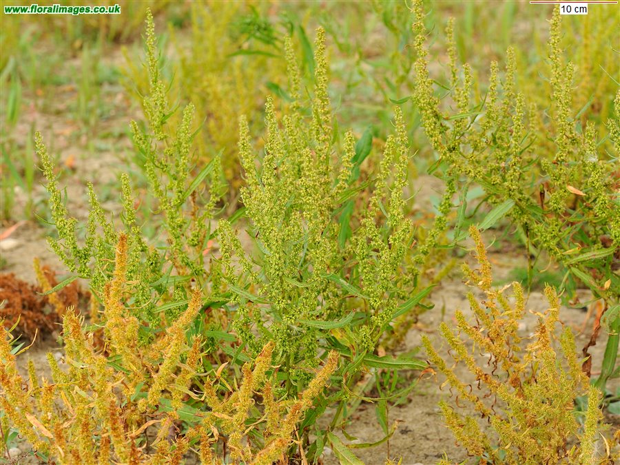 Rumex palustris