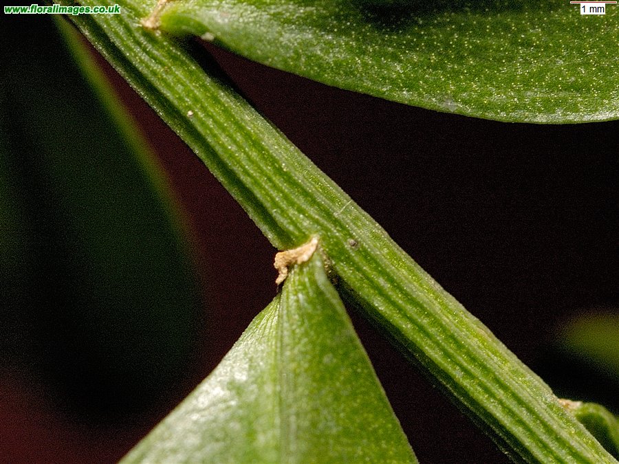 Ruscus aculeatus