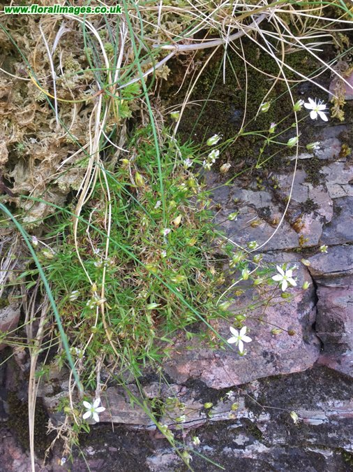 Sabulina verna