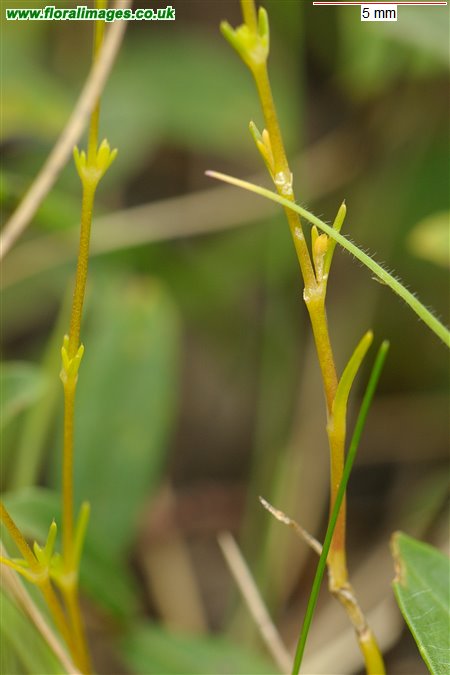Sagina nodosa