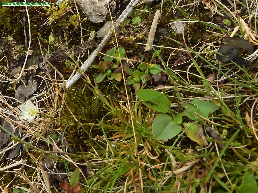 Sagina nodosa