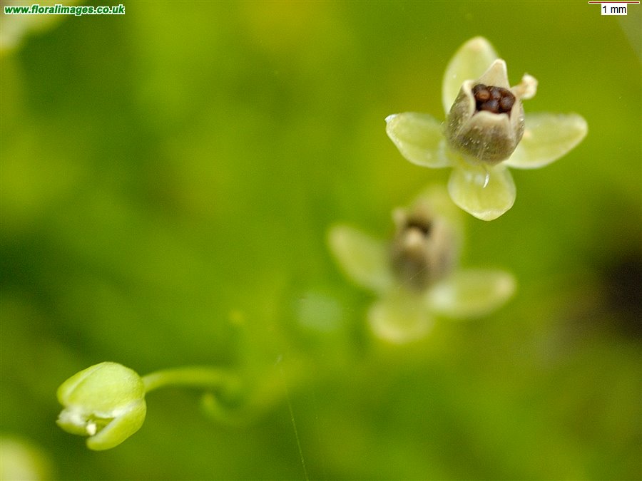 Sagina procumbens