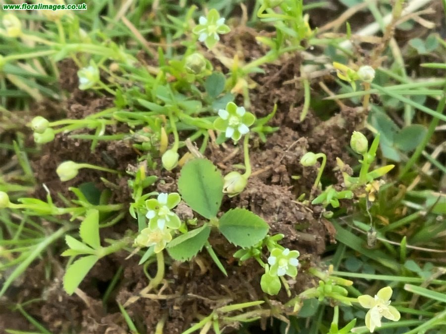 Sagina procumbens
