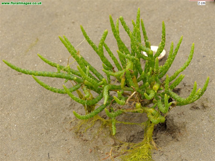 Salicornia dolichostachya