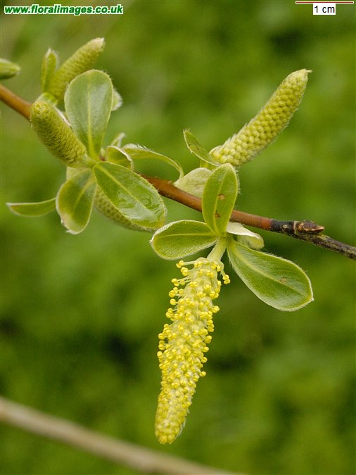 Salix alba