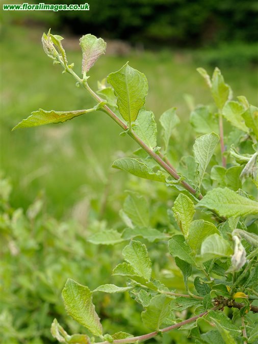 Salix aurita