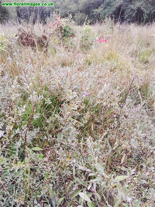 Salix repens