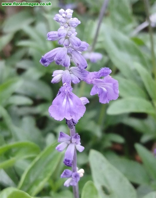 Salvia farinacea