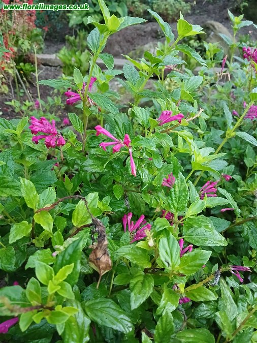 Salvia involucrata