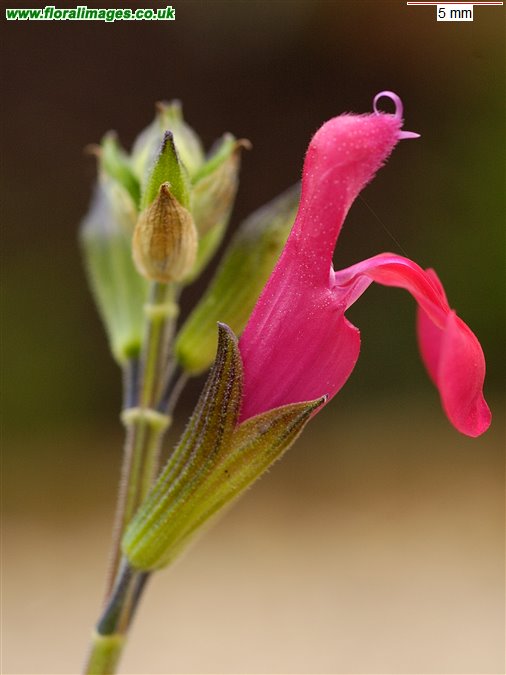 Salvia microphylla