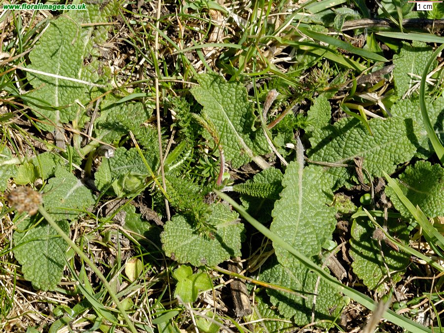 Salvia verbenaca