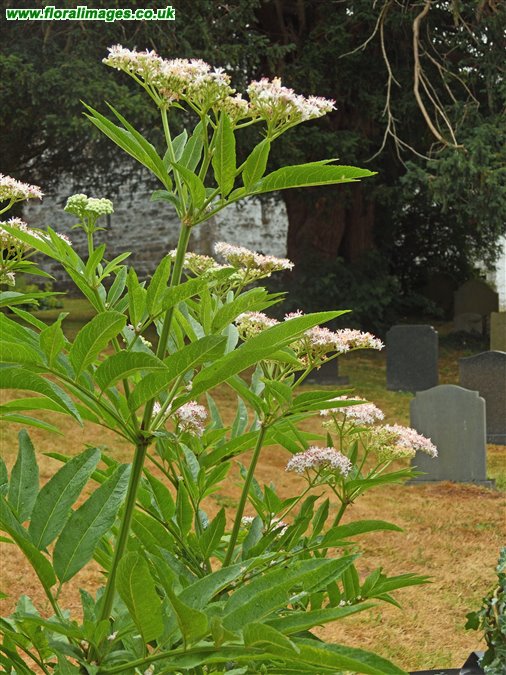 Sambucus ebulus