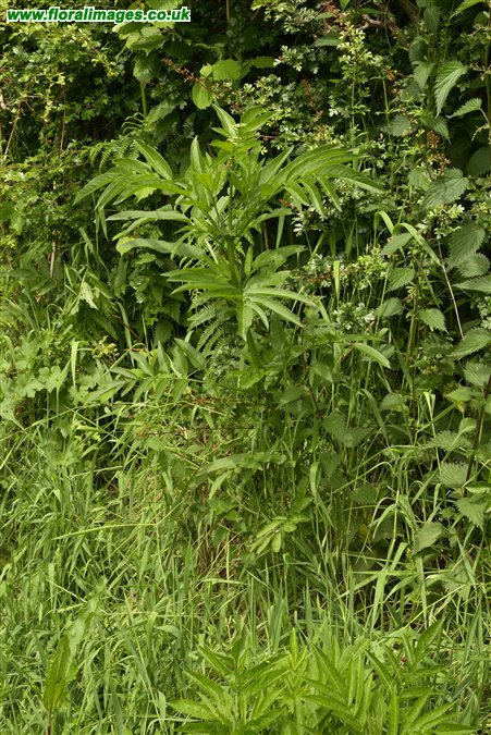 Sambucus ebulus