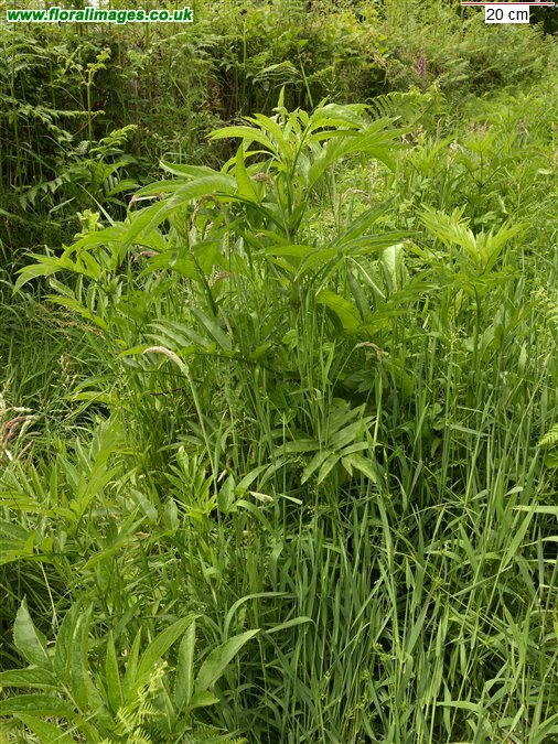 Sambucus ebulus