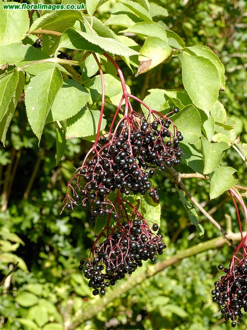 Sambucus nigra