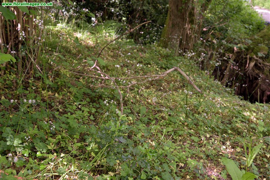 Sanicula europaea
