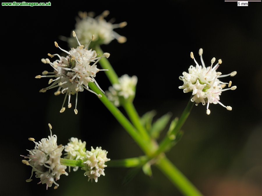 Sanicula europaea