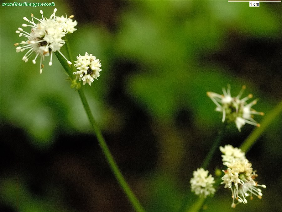 Sanicula europaea