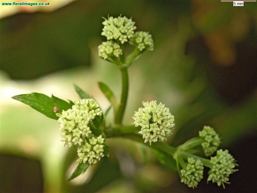 Sanicula europaea