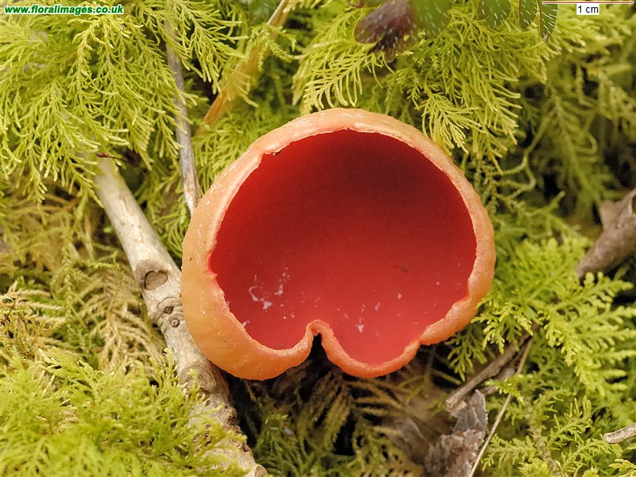 Sarcoscypha austriaca