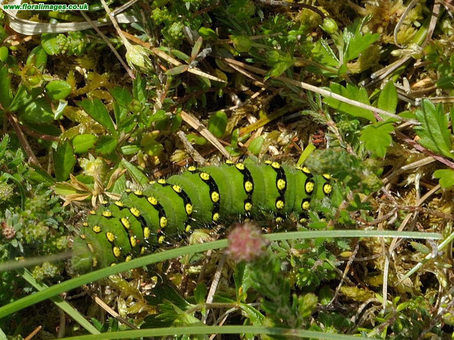 Saturnia pavonia
