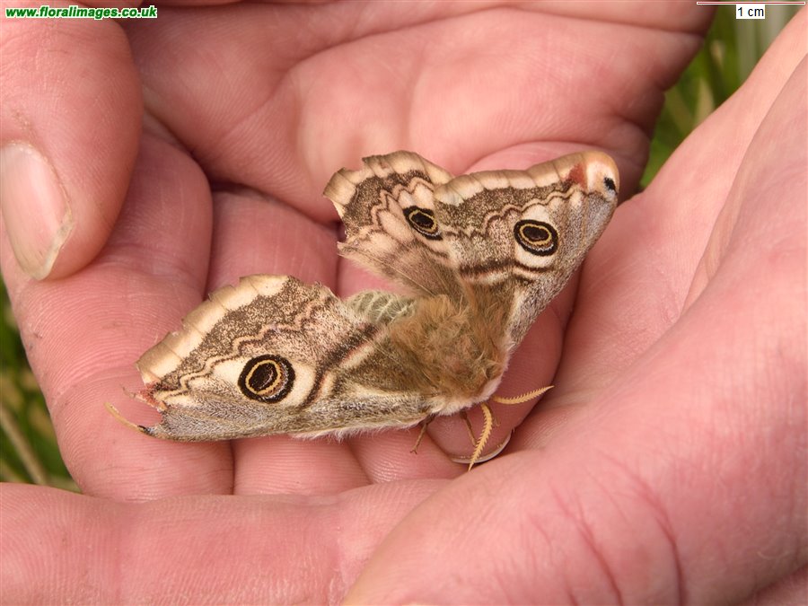 Saturnia pavonia