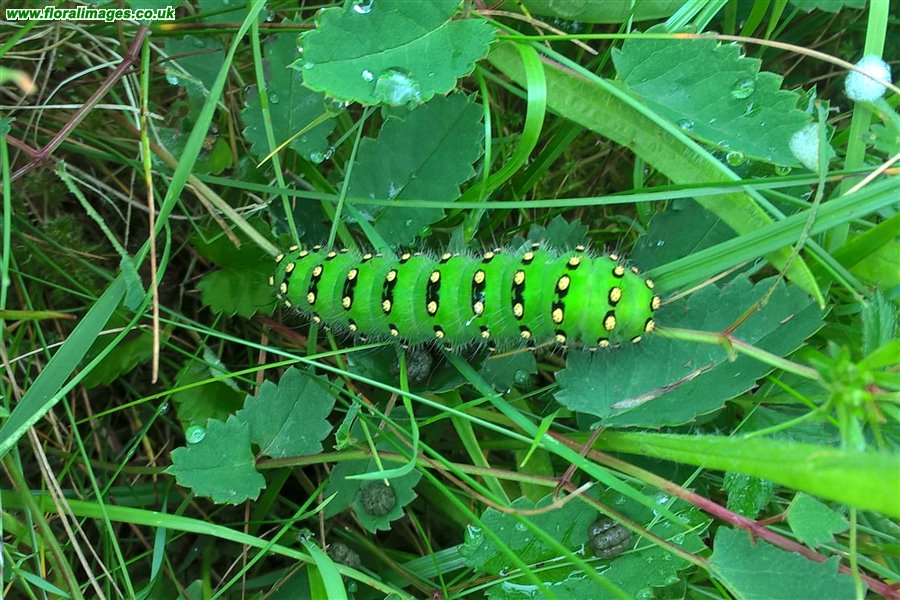 Saturnia pavonia