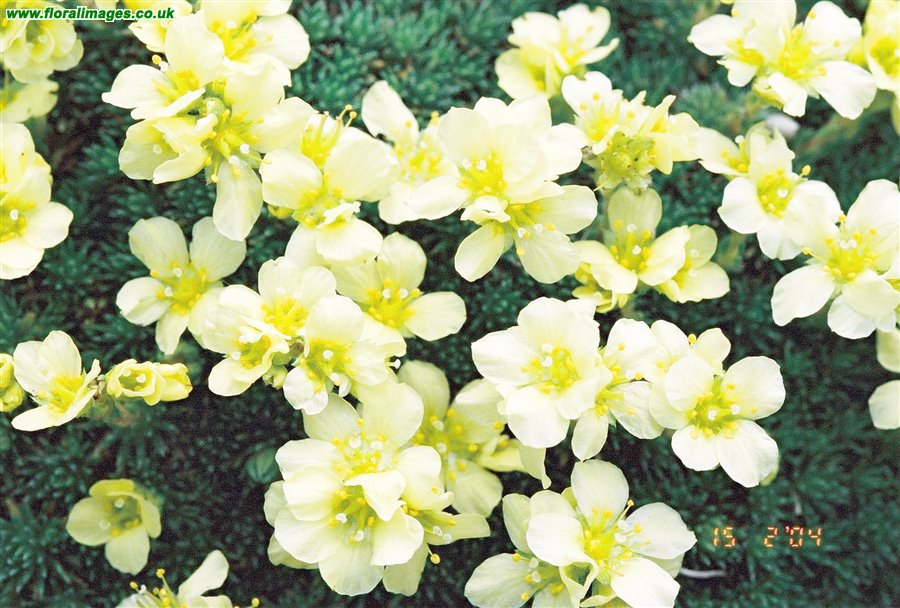 Saxifraga