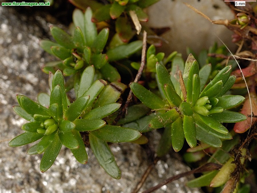 Saxifraga aizoides