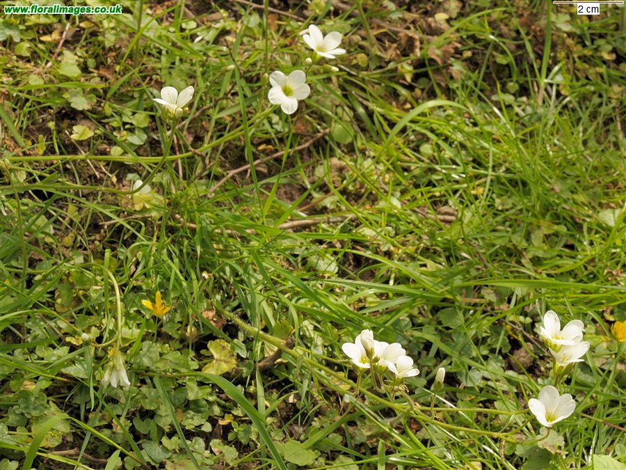 Saxifraga granulata