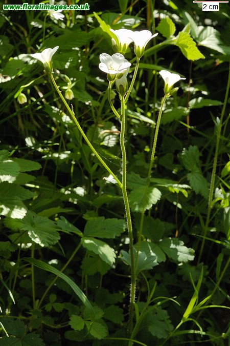 Saxifraga granulata