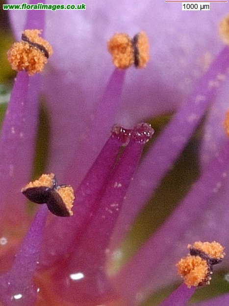 Saxifraga oppositifolia