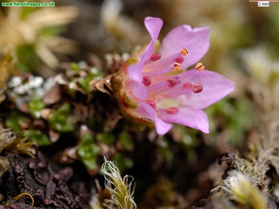 Saxifraga oppositifolia
