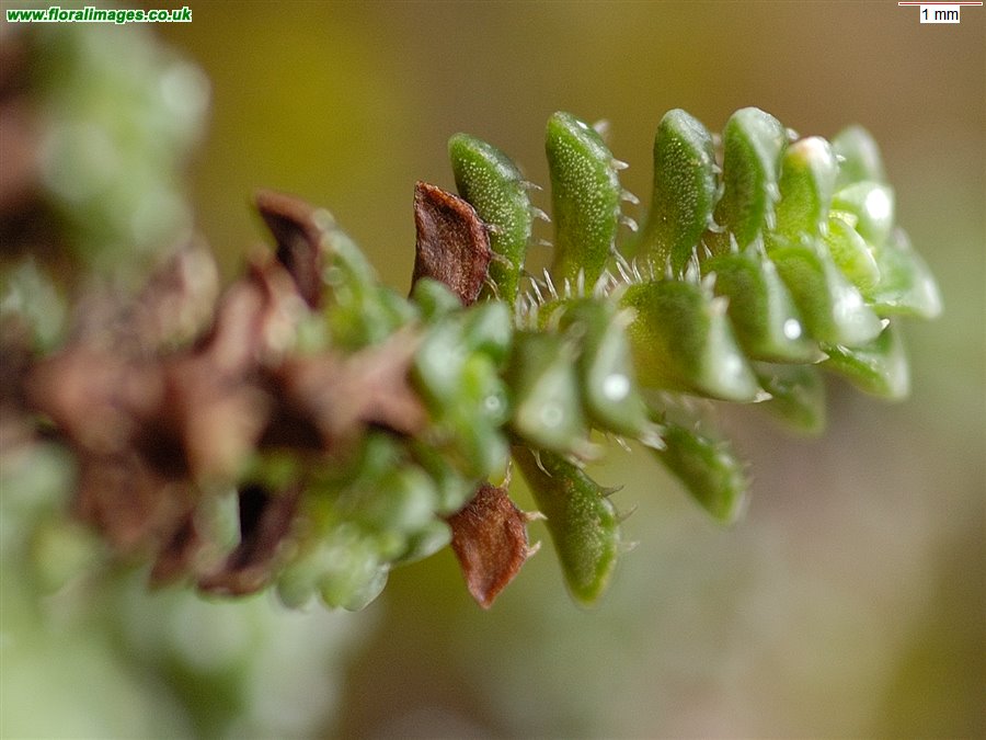 Saxifraga oppositifolia