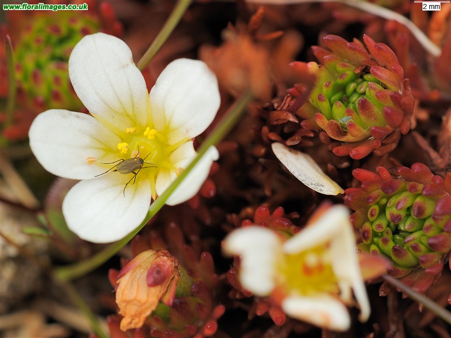 Saxifraga rosacea