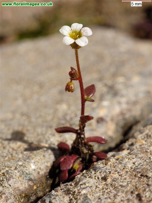 Saxifraga tridactylites