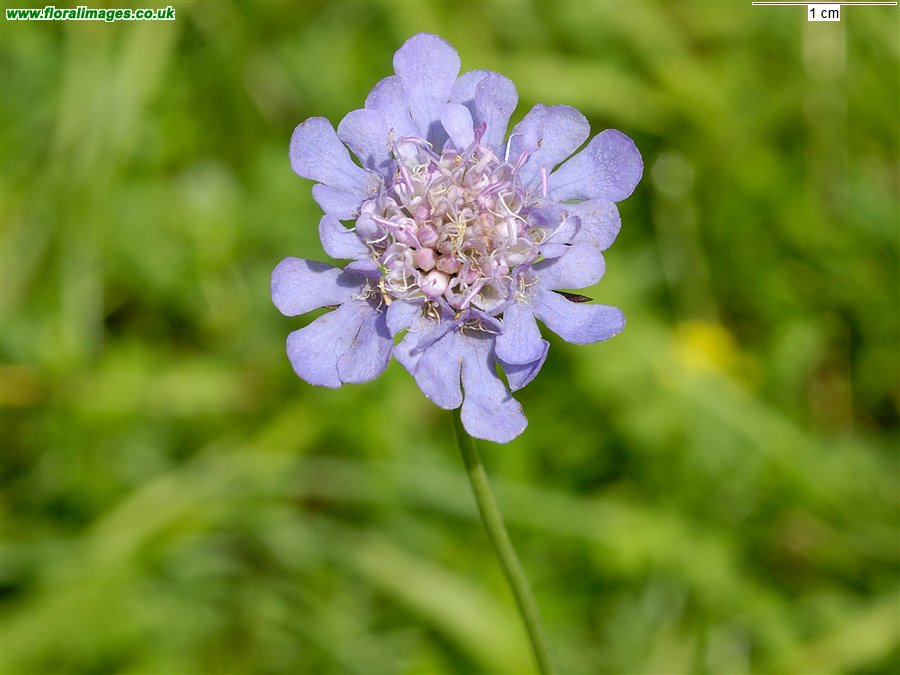 Scabiosa columbaria