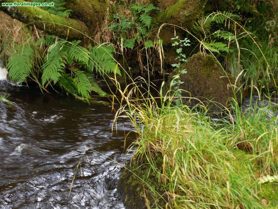 Schedonorus giganteus