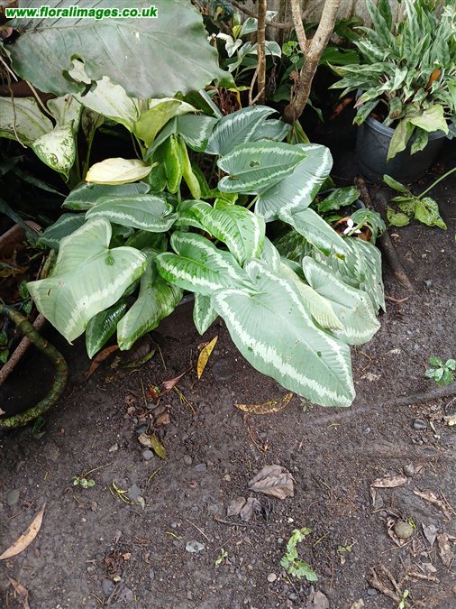 Schismatoglottis calyptrata