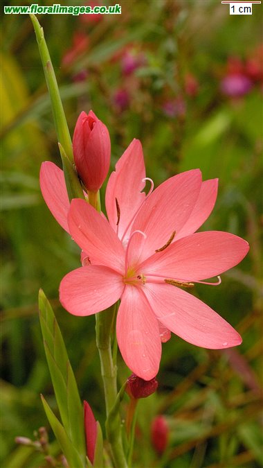 Schizostylis coccinea