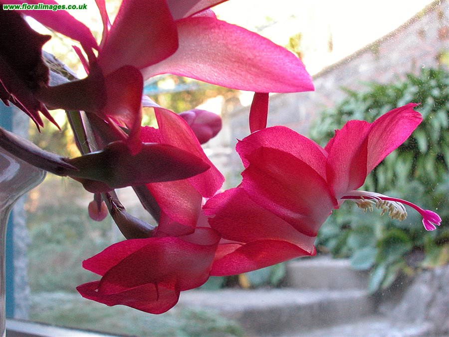 Schlumbergera bridgesii