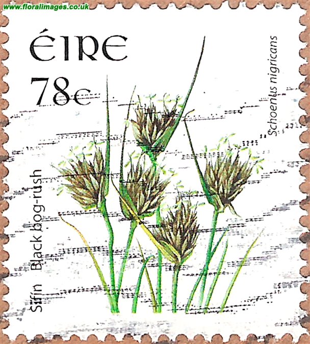 Schoenus nigricans