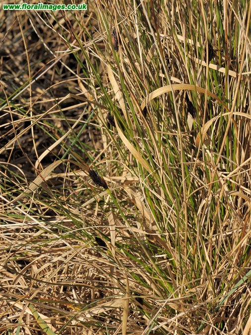 Schoenus nigricans