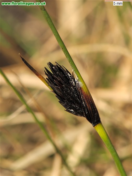 Schoenus nigricans