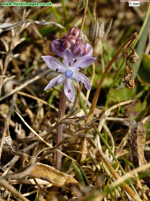Scilla autumnalis